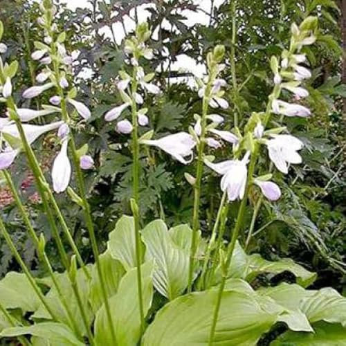 12 unità Hosta 'Honeybells' - Hosta Vaso 9x9cm ±1 m² - Foglie Dorate e Fiori Profumati per Aiuole