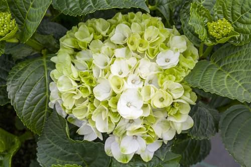 Hydrangea macrophylla 'Hochzeits-Hortensie' 30-40 cm - Hortensie, weiße Blüten, Blütezeit Juni-September, ideal für Rabatten, pflegeleicht und winterhart
