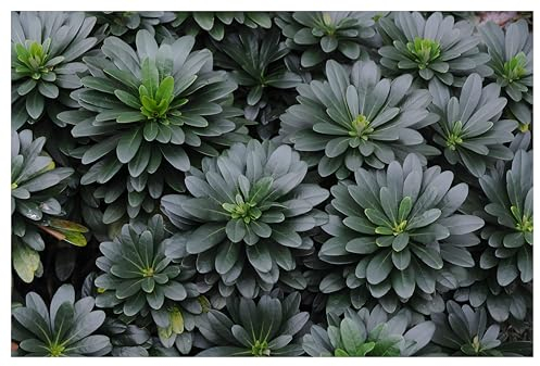 10 x Euphorbia amygdaloides ssp. 'Robbiae' (Stauden/Staude/Mehrjährig/Winterhart/Immergrün/Bodendecker) Mandelblättrige Wolfsmilch - Robust, elegant und perfekt für den Schatten - von Stauden Gänge