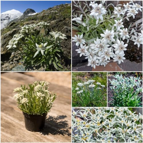 400 pcs edelweiss deko samen - winterharte kübelpflanzen gartenblumen Leontopodium alpinum,Alpen-Edelweiß bonsai topf praktische geschenke wiesenblumen samen blumensamen pflanzenkübel