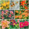 300 Pcs Taglilien Kaufen Samen, Blumensamen Balkon, Winterharte Kübelpflanzen (Hemerocallis Fulva) Gartendeko Für Draußen, Balkonpflanzen Pflanzen Für Draußen Winterhart, Bodendecker