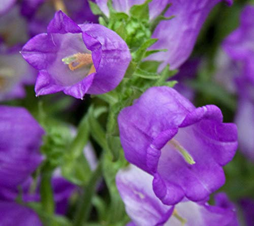 1500 Seeds of Flower Canterbury Bells Mix (Campanula Medium)