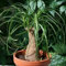 Seeds Coda di cavallo Palm Seeds (Beaucarnea recurvata) 40 + Semi