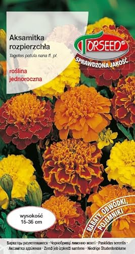 Verdica Mezcla de tagetes enanos de semillas de patula, flores anuales, perfectas para parterres y balcones, 15-35 cm de alto, colores vivos, todo tipo de suelo, fácil de cultivar (1 gramo)