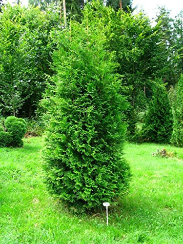 Tuia Thuja occidentalis Brabant pianta da siepe in vaso ø18 h. 80/100 cm - Vivaio di Castelletto