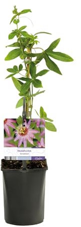 Passionsblume - Passiflora Anastasia - Blume Rosa - Wenig Pflege - 2 Pflanzen - 30-40cm - Ø10cm - Gartenpflanze