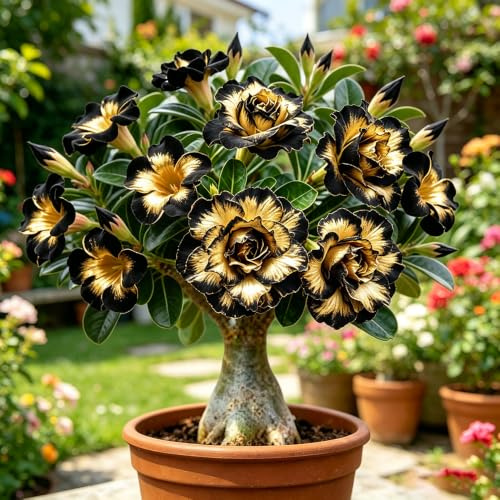 bulbi di rose del deserto - esotiche rari giardino 2rizoma
