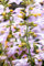 Agastache aurantiaca ca. 11x11 cm Topf - Duftnessel, orange Blüten, Blütezeit Juli-September, ideal für Rabatten, bienenfreundlich, pflegeleicht