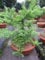 Larix kaempferi Diana - Japanische Korkenzieher Lärche - 60-80cm