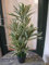 Licht & Grün exclusive Kunstpflanzen Künstliche Dracaena im Topf 55cm