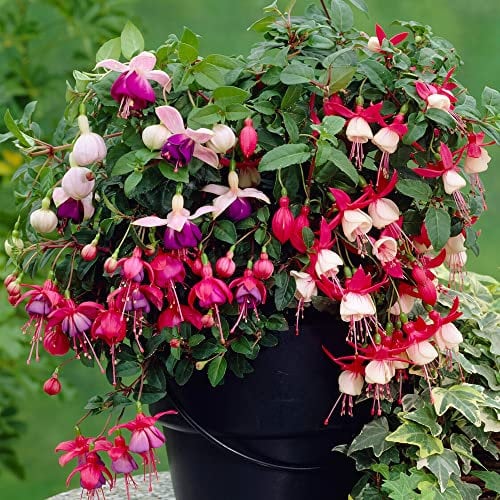 3 Fuchsia Garden Ready Plants Collection | Hardy Outdoor Shrubs in Plant Pots for Flower Beds, Borders & Containers - 9cm Pots