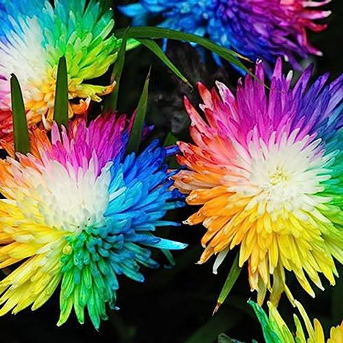 Semillas de crisantemo arcoíris, 100 piezas/bolsa Semillas de crisantemo arcoíris Bricolaje Alta tasa de germinación Semillas de flores perennes resistentes multicolores Semillas de flores d Sem
