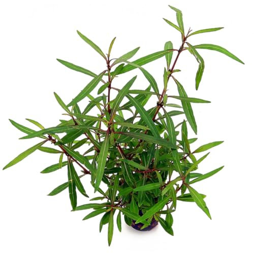 PlantasAcuario Planta acuática HYGROPHILA Tiger ARAGUAIA Planta de Acuario Viva y Natural para acuarios plantados en Maceta de 5cm.