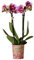 Kolibri Orchids | Rosa lila Phalaenopsis Orchidee - El Salvador - Topfgröße Ø9cm | blühende Zimmerpflanze - frisch vom Züchter