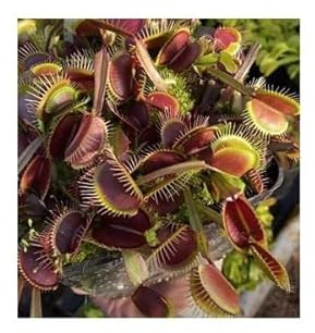Stk - 5x Dionaea muscipula Royal Red Venusfliegenfalle Pflanzen - Samen B1266 - Seeds & Plants Shop by Ipsa