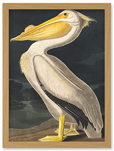 Wee Blue Coo John James Audubon Style Pelican Bird Vintage Detailed Illustration Artwork Framed Wall Art Print A4