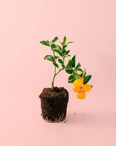 Naranjo Enano | Mini Arbol Frutal Natural | Pur Plant