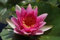 Mühlan - Seerosen Mix - je eine Seerose mit der Blütenfarbe rot, weiß und gelb - für den Gartenteich + 6 Düngekugeln, winterhart