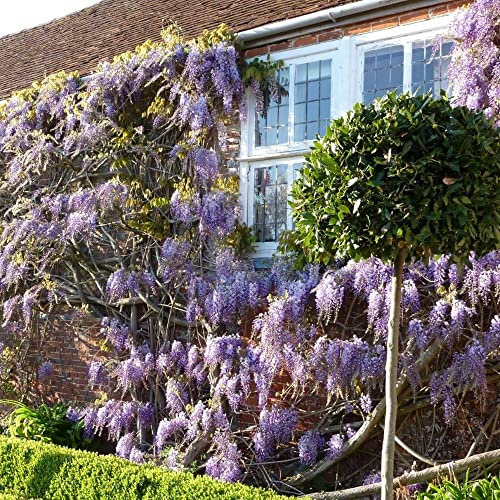 Plant Theory 60cm Cane Wisteria sinensis Chinese Wisteria Purple Flowering Vine Climbing Plant Seed Grown 2L Pot