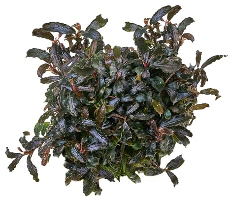 USCAPE Bucephalandra Kedagang in vitro XL - 8,5cm Bechergröße - in vitro Wasserpflanzen für Aquarien