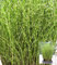 BALDUR Garten Zebragras Miscanthus Strictus Dwarf im 14 cm XL-Topf,1 Pflanze, auffälliges Ziergras im gestreiften Zebra-Look, sorgt für spannende Kontraste im Staudenbeet, winterhart & pflegeleicht