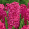 Hyazinthen zwiebeln winterhart,Hyazinthen knollen kaufen,duftend, einfach zu züchten, Blumenzwiebeln, Grünpflanzen, Garten, große Blumen-5zwiebeln-A