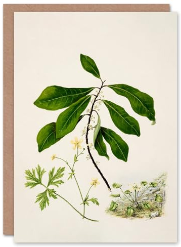 Artery8 Sarah Featon Art Card Caltha New Zealand Marsh Marigold Plant