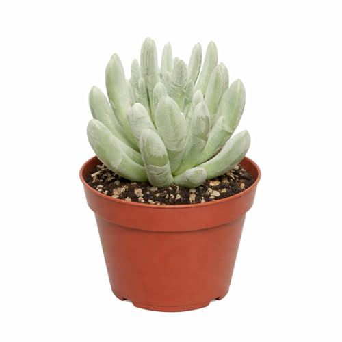 Exotenherz Senecio scaposus compactum - Silberbaum - Rarität - 6,5cm Topf - 15cm hoch