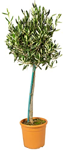 Bloomique - Olea Europaea - Olivenbaum auf Stamm - Gartenpflanzen - Winterhart - Inklusive Pflanzennahrung - 80-100 cm Hoch - Topf 19 cm