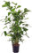 Trendyplants - Caryota Mitis - Fischschwanzpalme - Zimmerpflanze - Höhe 130-150 cm - Topfgröße Ø24cm