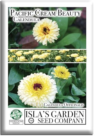 Pacific Beauty Cream Calendula Seeds (Calendula officinalis) – 250+ Heirloom Non-GMO Seeds by Isla’s Garden Seeds, Soft Cream Blooms, Cool-Season Annual, 55–65 Day Flowering, Cottage Garden Favorite