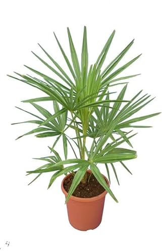 Winterharte Hanfpalme - Trachycarpus fortunei - Immergrün - Gesamthöhe 90-110 cm - Topf Ø 26 cm [8947]
