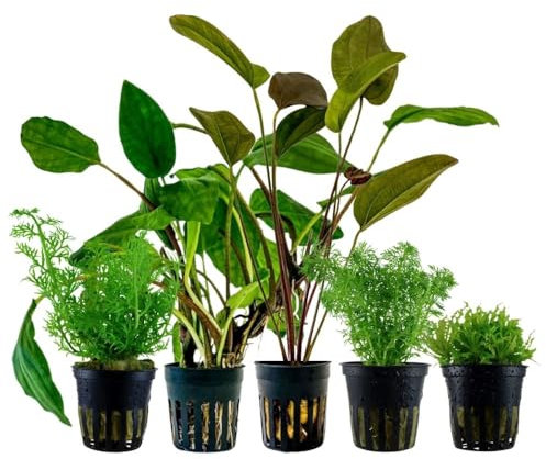 AquaOne Aquarium Pflanzen I 5X Wasserpflanzen I Einsteiger Aquarienpflanzen I Pogostemon Limnophila Echinodorus Ceratopteris I Set mit 5 Aquariumpflanzen