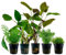 AquaOne Aquarium Pflanzen I 5X Wasserpflanzen I Einsteiger Aquarienpflanzen I Pogostemon Limnophila Echinodorus Ceratopteris I Set mit 5 Aquariumpflanzen
