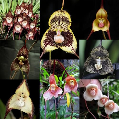 200 pcs Affengesicht orchidee - Dracula simia blumensamen gastgeschenk, Affengesicht Orchidee Samen winterharte blumen, garden Samen Zimmerpflanzen, Garten Pflanzen frühlingsblumen,