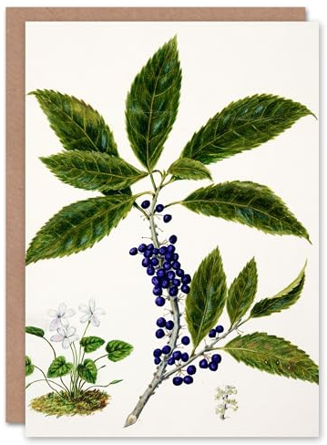 Artery8 Sarah Featon Art Card New Zealand Mahoe Whiteywood Plant
