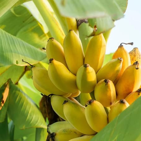 Semillas de plátano (90 unidades), color amarillo