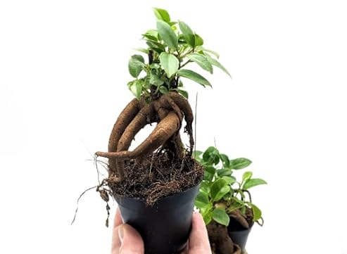 Baby Ficus Ginseng • Mini Bonsai Open/Closed Terrarium Plant • 6-8cm Pot