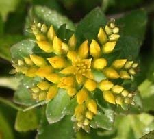 Sedum Aizoon (500 Samen), Mauerpfeffer (Phedimus), wunderschöne Bodendecker