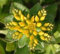 Sedum Aizoon (500 Samen), Mauerpfeffer (Phedimus), wunderschöne Bodendecker