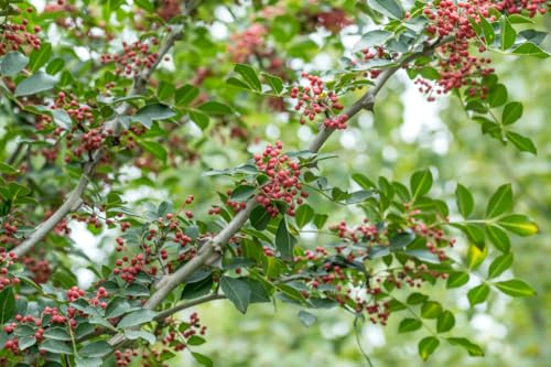 Szechuan Pfeffer, japanischer Pfeffer, strauchartig wachsend, Zanthoxylum simulans, 60-100cm im 3,5L-Topf