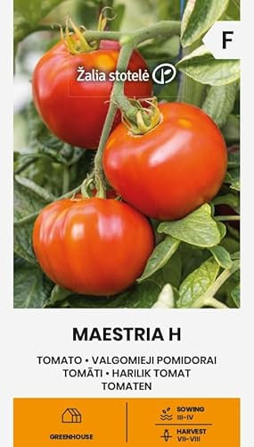 Zalia stotele | Tomaten - Maestria H samen | Gemüsesamen | Pflanze samen | Tomatensamen | Mittelfrühe, produktive und resistente Hybride | 1 Pack