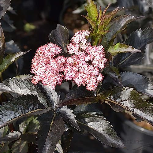 Säulen-Holunder 'Black Tower' ca. 50 cm - Sambucus nigra 'Black Tower' - glänzend schwarzroten Blätter