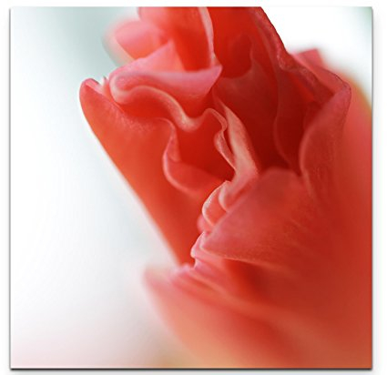 Leinwandbilder | Bilder Leinwand 60x60cm Gladiole – Nahaufnahme
