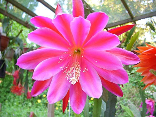 4 cactus h448 orquidée (EPIPH YLLUM Pegasus)