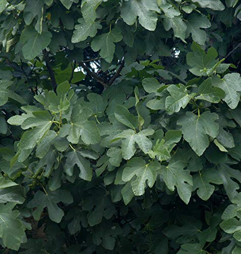 Hochstamm Schweizer Feige 100-125cm - Ficus helvetica - lebende Gartenpflanze aus den Baumschulen
