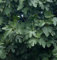 Hochstamm Schweizer Feige 100-125cm - Ficus helvetica