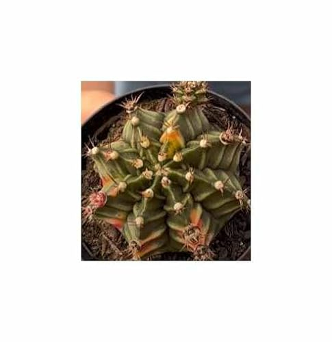 Stk - 5x Gymnocalycium mihanovichii Variegata Kaktus Zier - Pflanzen - Samen ID1721 - Seeds & Plants Shop by Ipsa