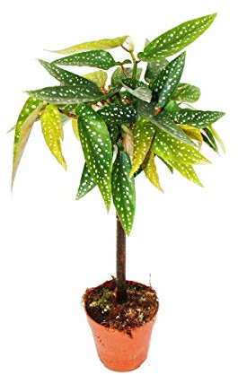 Exotenherz - Tamaya-Begonie - Begonia albopicta - Begonien-Stämmchen - 9cm Topf