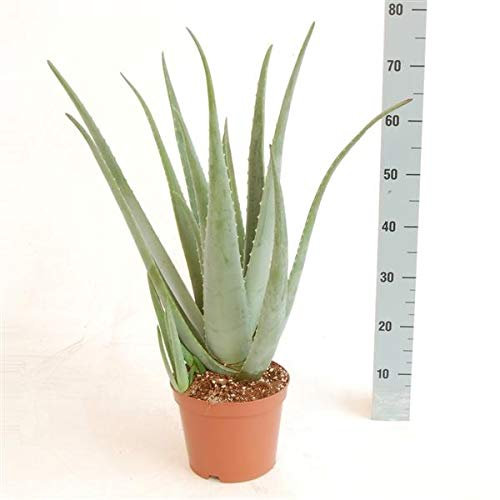 XXL Aloe Vera Pflanze, 5 Jahre alt 60-70 cm – Große, Pflegelige Zimmerpflanze, Ideal für Zuhause & Büro, Hautpflege, Luftreinigung